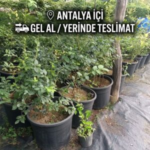 Ventura Yaban Mersini Fidesi – (GEL AL/YERİNDEN TESLİM)